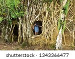 Small photo of A young tourist coming out of a dilapidated, ruined spooky building obliterated by the roots of a ficus tree on the Netaji Subhash Chandra Bose Island, formerly Ross island of Andaman islands, India.
