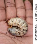Small photo of Soft fleshy third instar grub of rhinoceros beetle (Oryctes rhinoceros), a common pest insect of coconut trees, on the palm of a man.