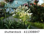 Young Agapanthus Flower Grow In ...