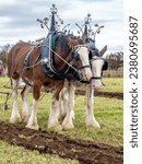 Small photo of Prestwick, South Ayrshire, Scotland - October 27th 2023: Clydesdale Horses as a ploughing team seen at the 59th Scottish Ploughing Championships Prestwick