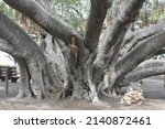 Giant Old Tropical Tree Roots ...