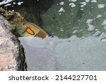 Orange Band Surgeonfish  ...