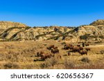 Buffalo in Theodore Roosevelt National Park, North Dakota