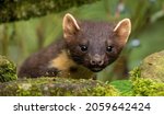 Small photo of European Pine Marten hunting in the woods