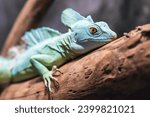 Small photo of Portrait of a beautiful helmeted basilisk lizard resting on a branch.