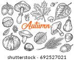Vector Autumn Hand Drawn Set Of ...