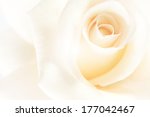 White Petal Rose Soft Background