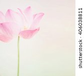 pink lotus in soft style on... | Shutterstock . vector #406038811