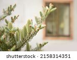 Detail of fresh spring fir cones and branches on country yard