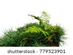 Fern And Grass Isolated On...
