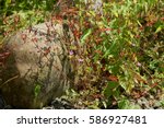 Small photo of Closeup of flower with red stems and small pink blossoms (perhaps alfilaria) grown through with green leaved tendrils of bindweed beside a huge boulder / rock