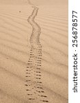 Small photo of The path of a scarabee bug on a sand in the Sahara desert in Erg Chegaga in Morocco in Morocco in the spring during a hot sunny day.