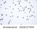 flying birds on skyline | Shutterstock . vector #1026117454