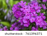 Purple Flame Flowers Of Phlox ...