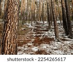 Dense Pine Forest On The...