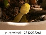 Plantpot Mushroom Growing in an Indoor Plant Pot