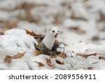 Small photo of The stoat or short-tailed weasel (Mustela erminea), also known as the Eurasian or Beringian ermine, is a mustelid native to Eurasia and the northern portions of North America. Winter coat.