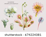 Sundew  Drosera Rotundifolia  A ...
