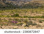 Small photo of Regrowth of yellow and purple wildflowers after veldt fire in the Little Karoo near VanWyksdorp after rains in the Western Cape, South Africa