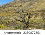 Small photo of Dead protea bush after devastating veldt fire in the Langkloof Valley in the Langeberg Mountains in the Little Karoo, Western Cape, South Africa