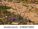 Small photo of Wildflowers growing after fire destroyed veldt in the Little Karoo near VanWyksdorp after rains in the Western Cape, South Africa