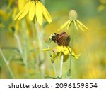 Bumble Bee Bumblebee On Gray...