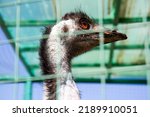 Ostrich Close Up. The Head Of...