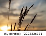 Outlines of grass against backdrop of bright setting sun. Outline of steppe plants against background of setting sun..