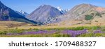 Panoramic mountain view, flowering meadow, snow on the peaks. Travel and summer holidays in the mountains.