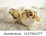 Close up baby tortoise hatching ...