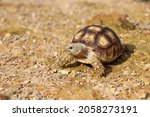 Small photo of African Sulcata Tortoise Natural Habitat,Close up African spurred tortoise resting in the garden, Slow life ,Africa spurred tortoise sunbathe on ground with his protective shell ,Beautiful Tortoise