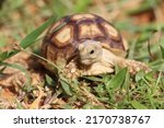 African sulcata tortoise...