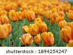 Orange Tulip Flower Field...