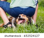 Small photo of Naught boy pretend to sit on a Shetland sheepdog, the dog's expression is so funny, show the whites of its eyes