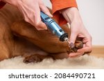 Small photo of Dog nails grinding. Woman using a dremel to shorten dogs nails. Pet owner dremeling nails on vizsla dog.