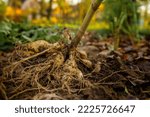 Small photo of Freshly lifted dahlia plant tubers. Digging up dahlia tubers, cleaning and preparing them for winter storage. Autumn gardening jobs. Overwintering dahlia tubers.