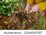 Small photo of Woman digging up dahlia plant tubers, cleaning and preparing them for winter storage. Autumn gardening jobs. Overwintering dahlia tubers.