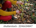 Small photo of Woman using pruning shears to cut back dahlia plant foliage before digging up the tubers for winter storage. Autumn gardening jobs. Overwintering dahlia tubers.