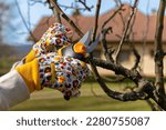 Unrecognizable woman pruning fruit trees. Hand with pruning shears detail. Springtime gardening jobs. 
