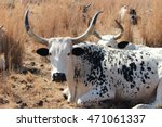 A large white and black Nguni cow laying in the dry grass