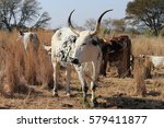 A black and white Nguni cow standing within her herd
