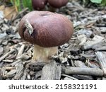 Young Burgundy Mushroom Growing ...