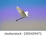 A great white egret in flight....