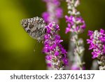 Small photo of A Balkan marbled white butterfly on purple flower. Butterfly on pink flower. Summer in Greece. Melanargia larissa.