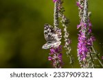 Small photo of A Balkan marbled white butterfly on purple flower. Butterfly on pink flower. Summer in Greece. Melanargia larissa.