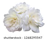 
White rose flowers isolated on white background