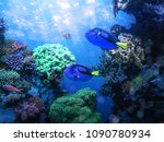 Blue Tang Fishes And Coral Reef ...