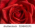 Close Up Of A Red Rose With...