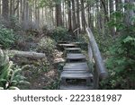 Small photo of Scenic Trail at Cape Flattery Trail, Makah Reservation, Washington