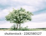 One tree filled with small green leaves under a blue wispy sky in a summer prairie landscape